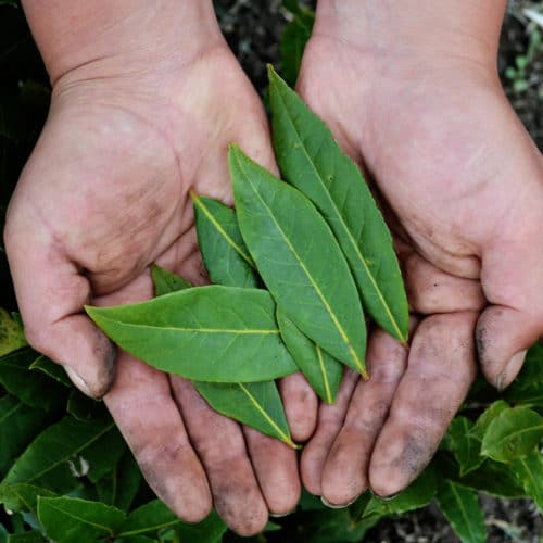 Laurel (50g)