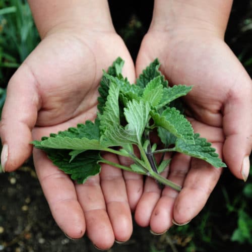 Menta Gatuna (50g)