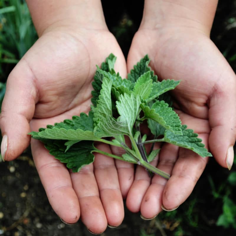 Menta Gatuna (50g)