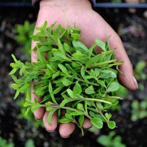 Menta Piperita (50g)