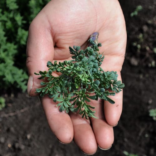 Ruda (50g)