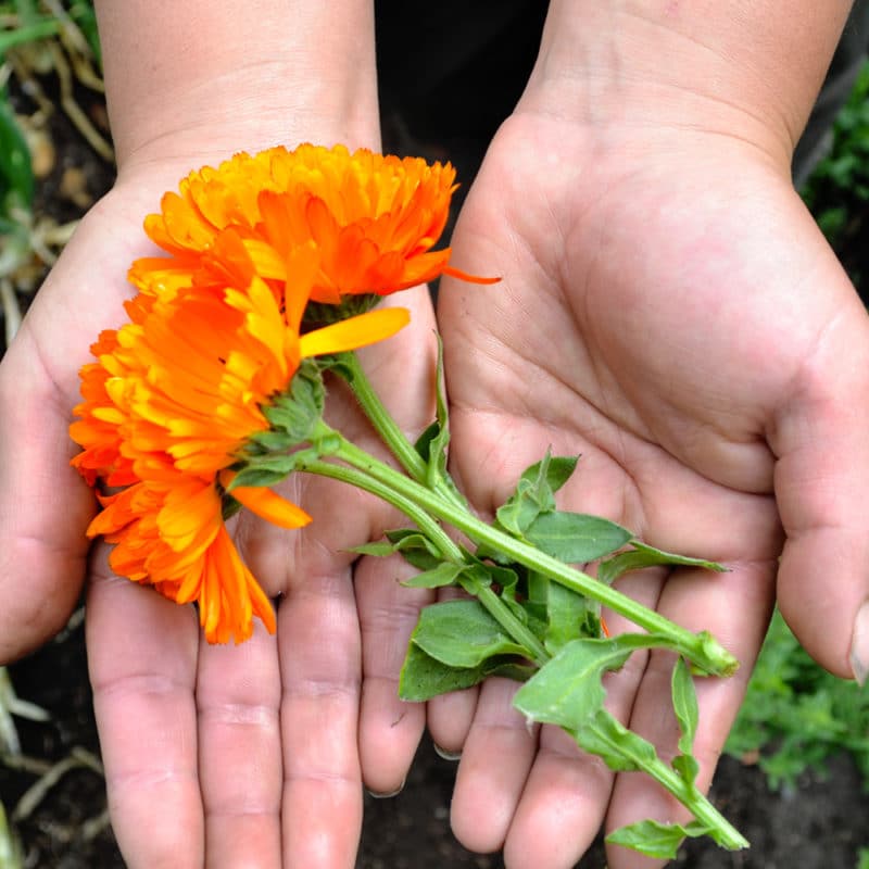 Calendula (50g)