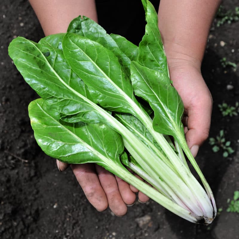Acelga (500g)