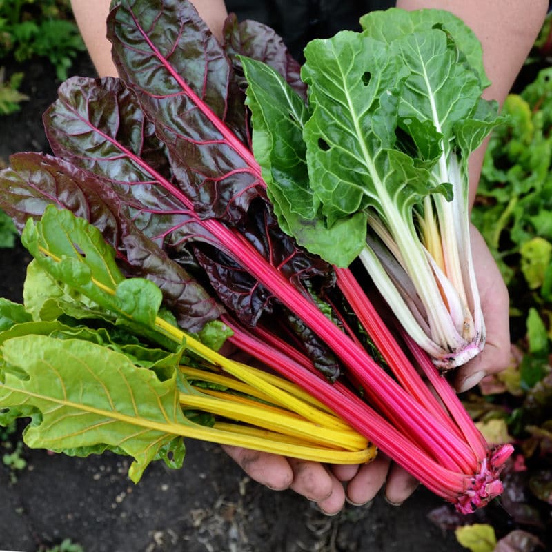 Acelga de Colores (250g)