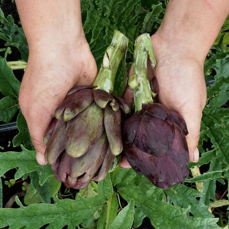 Alcachofa Morada (250g)