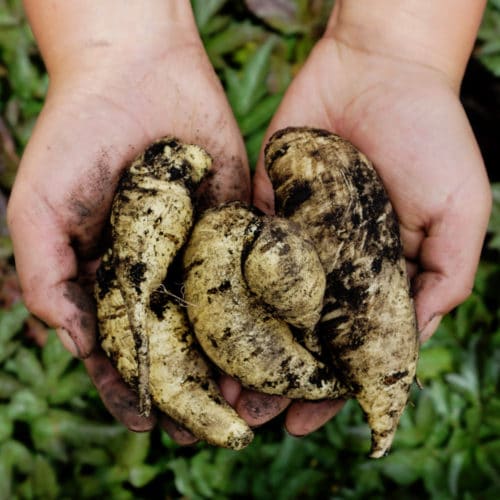 Arracacha (500g)