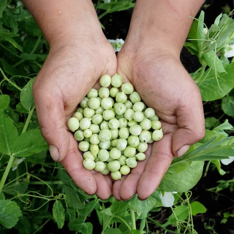 Arveja Baby Desgranada (500g)