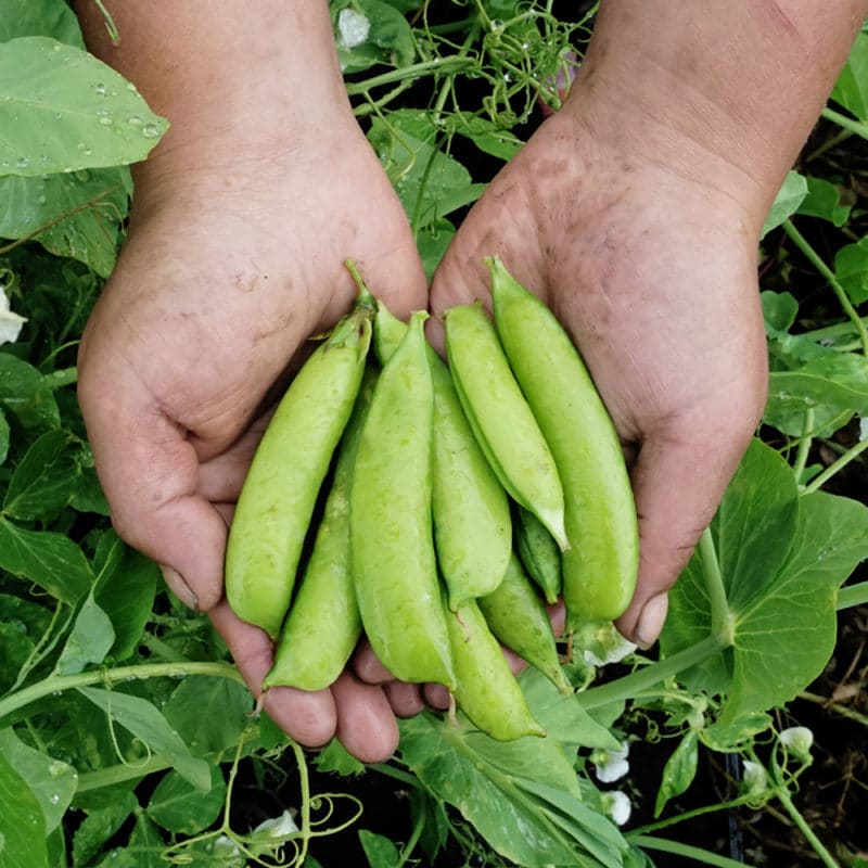 Arveja Entera (500g)