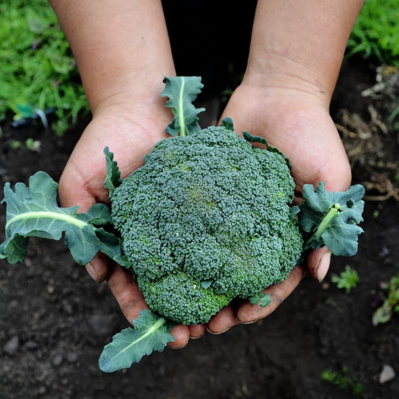 Brócoli (500g)