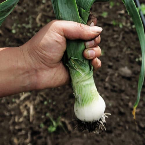 Cebolla Puerro (500g)