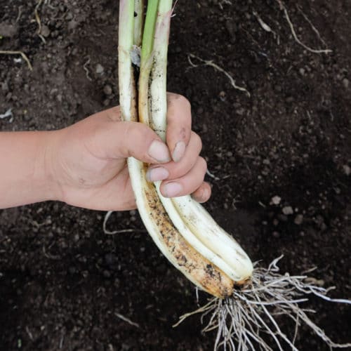 Cebolla Larga (500g)