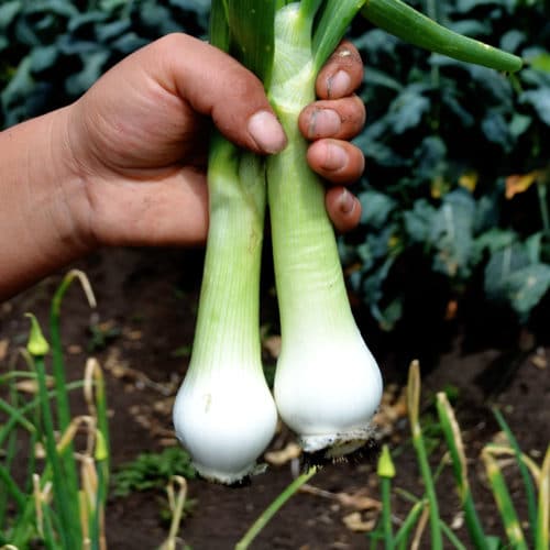 Cebolla Cambray (250g)
