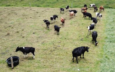 Guitarra, Petunia y Nuestras Vacas