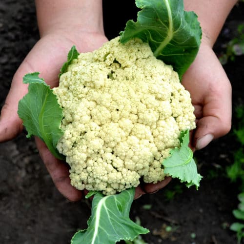 Coliflor (500g)