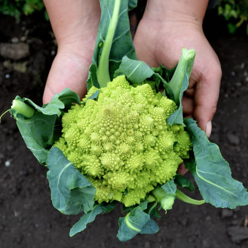 Coliflor Romanesco (500g)