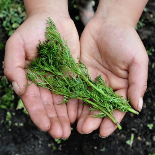 Cilantro (100g)