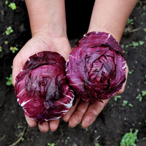 Radicchio