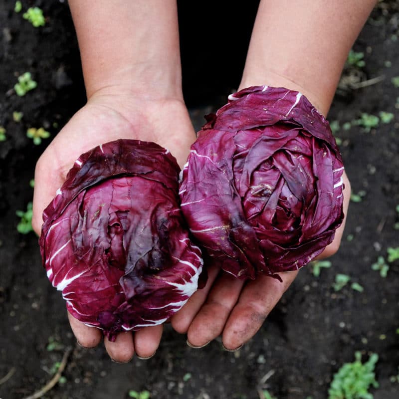 Radicchio