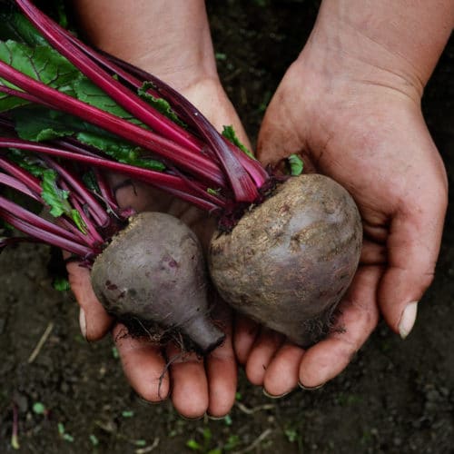 Remolacha Baby (250g)