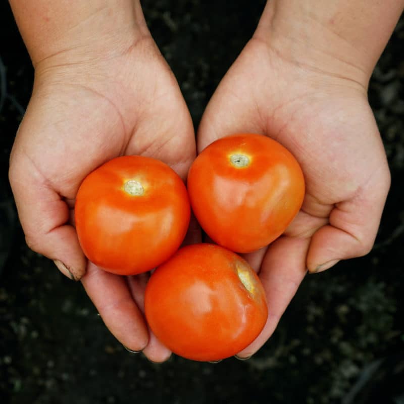 Tomate Chonto (500g)