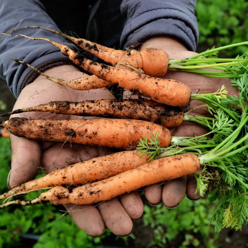 Zanahoria Premium (500g)