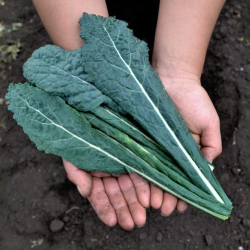 Kale Toscano