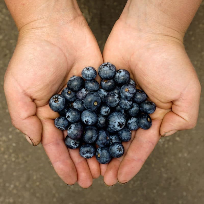 Arándanos (250g)