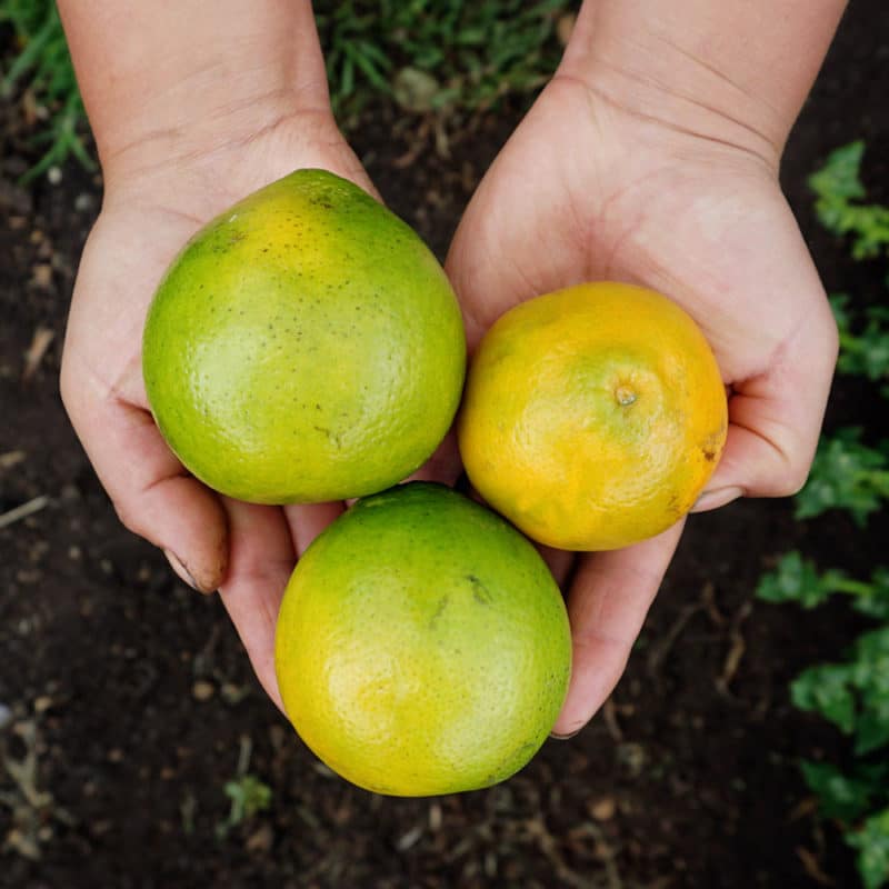 Naranja  (1kg)