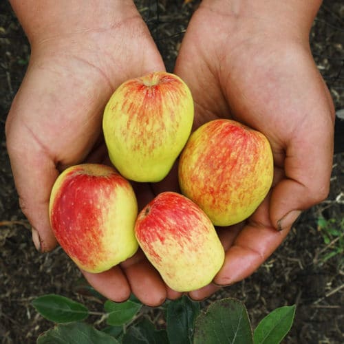 Manzanas de Agua (500g)