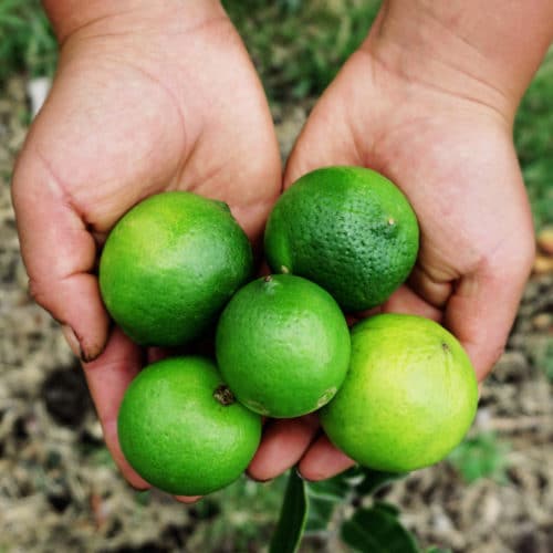 Limones (500g)