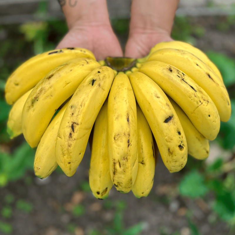 Banano (6un)