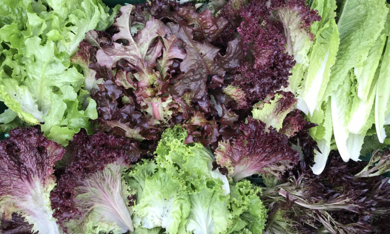 Kit de Hojas para Ensalada