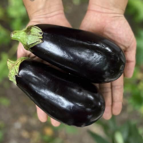 Berenjena (500g)