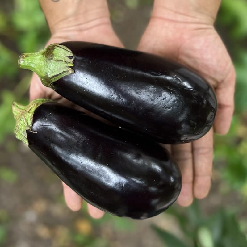 Berenjena (500g)
