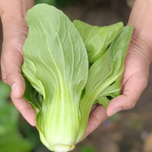 Bok Choy (500g)