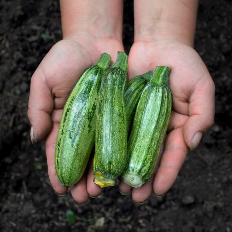 Calabacin Baby Verde (250g)