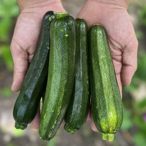 Calabacín Verde (500g)