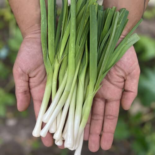 Cebolla Puerro Baby (250g)