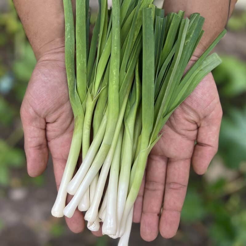 Cebolla Tokyo (250g)