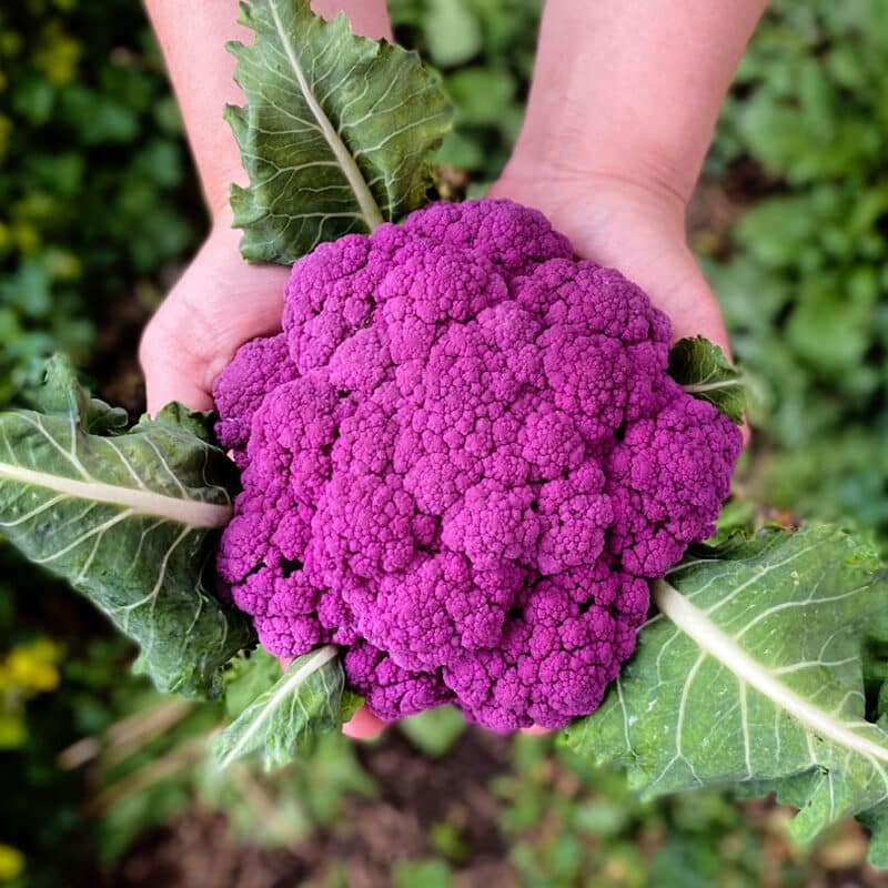 Coliflor Morado (500g)