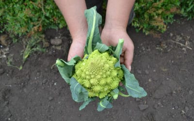 La armonía del coliflor romanesco