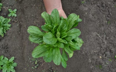 Conoce el maché, canónigos o corn salad de Finca Tagua