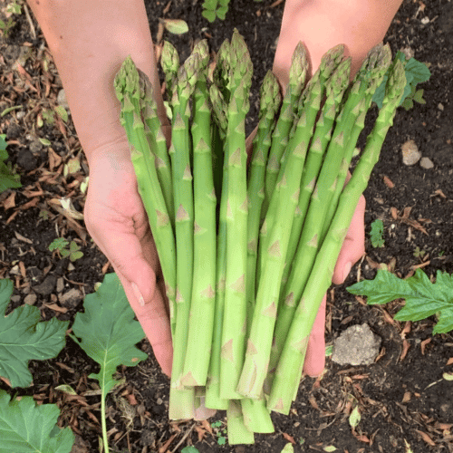 Espárragos (500g)