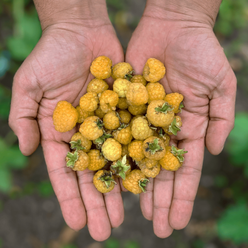 Frambuesa Amarilla (125g)