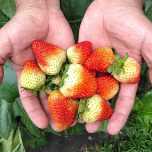 Fresas (250g)