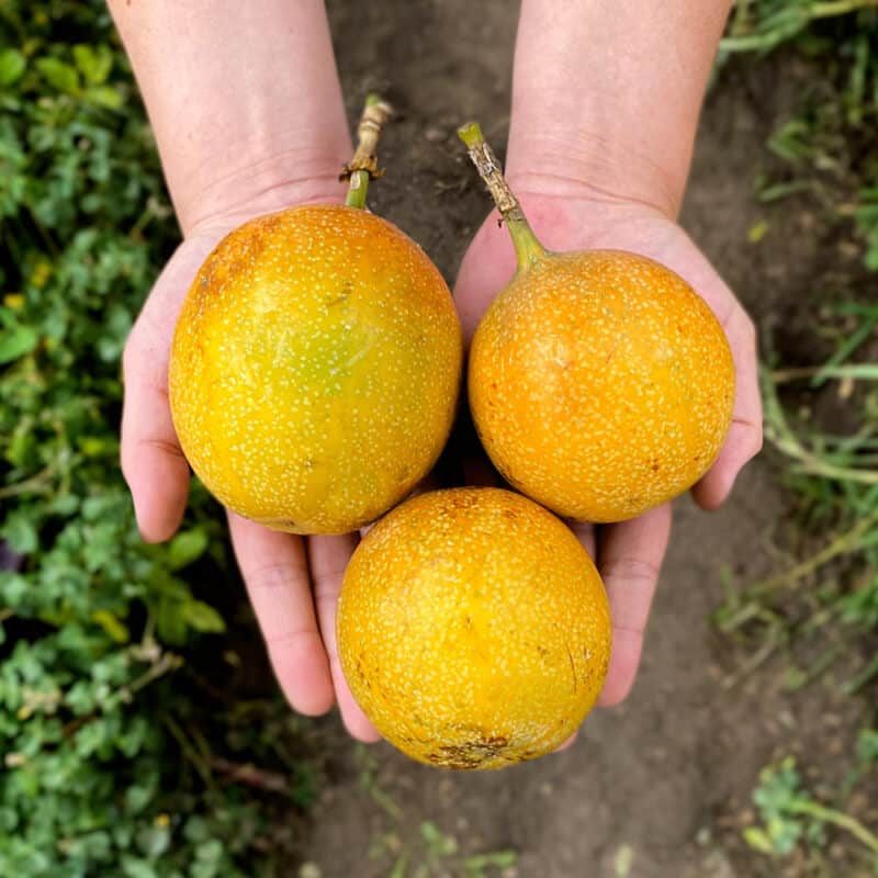 Granadilla (500g)