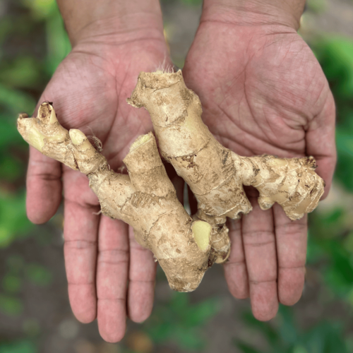 Jengibre (250g)