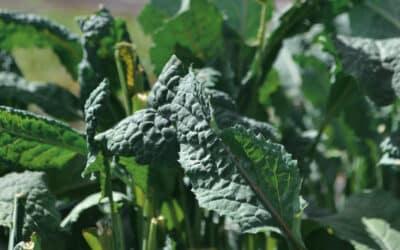 Kale, vegetal reina de los superfoods