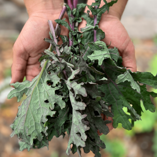 Kale Toscano Rojo
