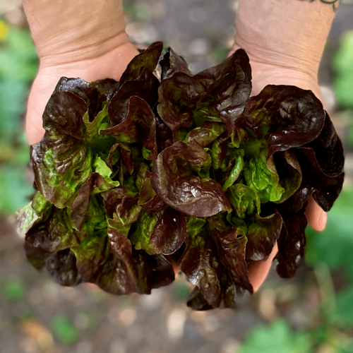 Lechuga Cegolaine